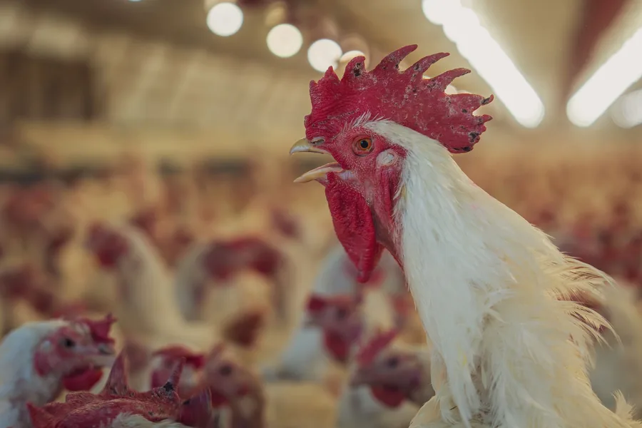 Chickens in an environmentally controlled house
