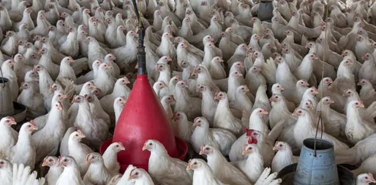 Broilers crowding a bell drinker in the house