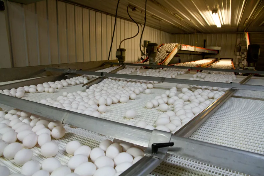 Eggs running along the grading line