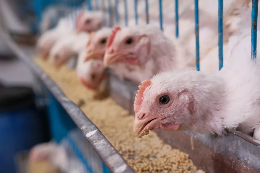 Managing coccidiosis in poultry