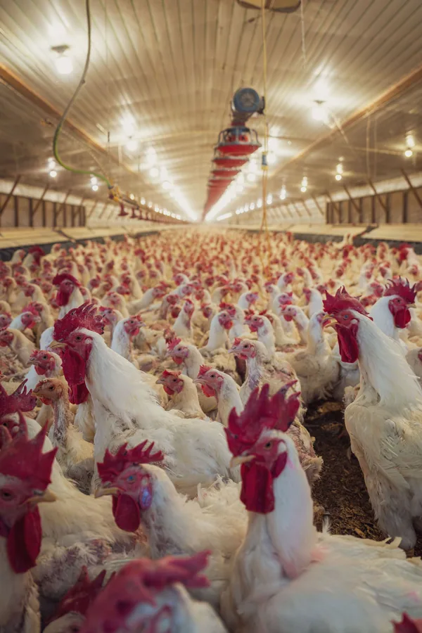 Layer flock under the house lighting